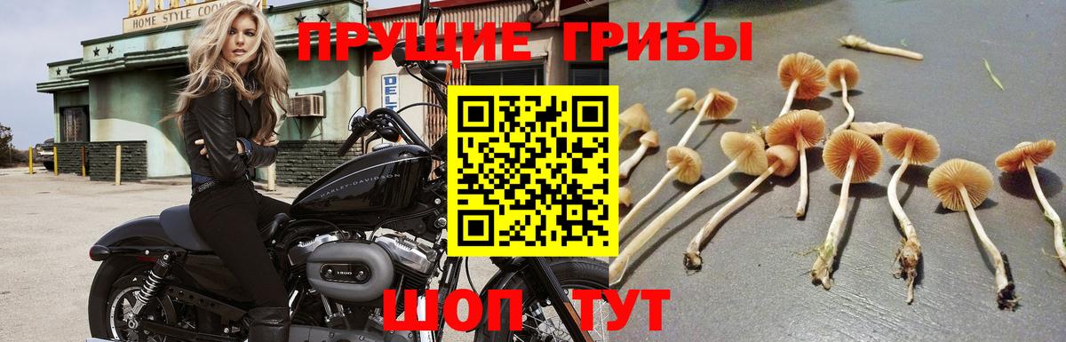 Кириши  Псилоцибиновые грибы MAGIC MUSHROOMS  Вход с VPN 